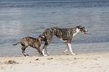 WHIPPET 298